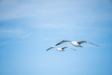 Seagull, albatross, seagull wings, seagulls flying above the sea, seagulls soaring, white seagull, gray seagull, red-billed gull, yellow-billed gull, seagulls racing, seagulls, flying seagulls, natura