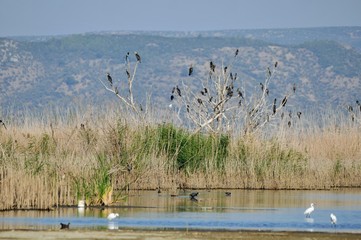 flock of birds on lake