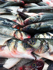 Fish lies on a catch. Background of fresh fish.