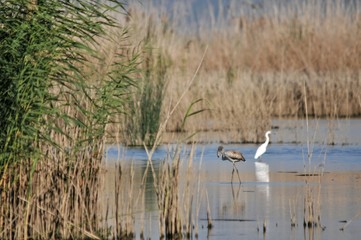 great blue heron in the lake