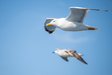 Seagull, albatross, seagull wings, seagulls flying above the sea, seagulls soaring, white seagull, gray seagull, red-billed gull, yellow-billed gull, seagulls racing, seagulls, flying seagulls, natura