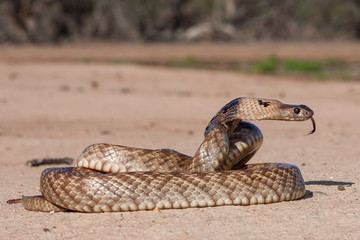 Strap-snouted Brown Snake