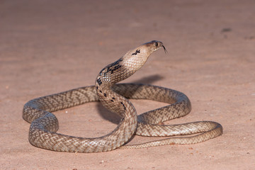 Strap-snouted Brown Snake