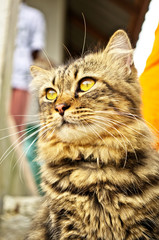 Pretty fluffy cats with beautiful black brown hairy and yellow eyes sitting outside of house in close up of feline face in portrait style of adorable tabby cats as popular pet (companion animal)