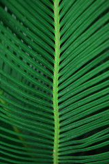 Green palm leaf. Close-up. Tropical background.