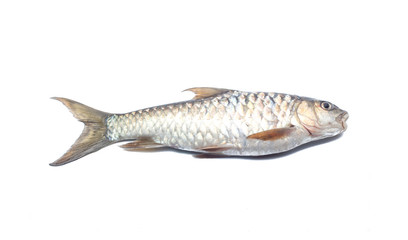 Copper mahseer fish or ikan Tengas on isolated background