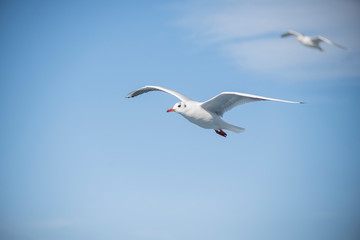 Fototapeta na wymiar Seagull, albatross, seagull wings, seagulls flying above the sea, seagulls soaring, white seagull, gray seagull, red-billed gull, yellow-billed gull, seagulls racing, seagulls, flying seagulls, natura