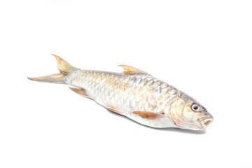 Copper mahseer fish or ikan Tengas on isolated background