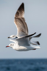 Seagull, albatross, seagull wings, seagulls flying above the sea, seagulls soaring, white seagull, gray seagull, red-billed gull, yellow-billed gull, seagulls racing, seagulls, flying seagulls, natura