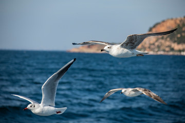 Seagull, albatross, seagull wings, seagulls flying above the sea, seagulls soaring, white seagull, gray seagull, red-billed gull, yellow-billed gull, seagulls racing, seagulls, flying seagulls, natura