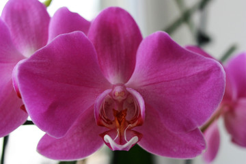 Fototapeta na wymiar Orchid flower with pink petals