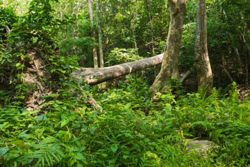 fallen tree in the tropical forest 