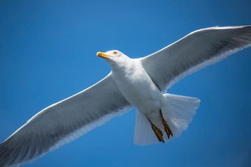 Seagull, albatross, seagull wings, seagulls flying above the sea, seagulls soaring, white seagull, gray seagull, red-billed gull, yellow-billed gull, seagulls racing, seagulls, flying seagulls, natura