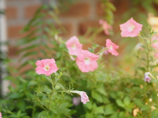 Wave pink color Petunia Hybrida, Solanaceae, name flower bouquet beautiful on blurred of nature background