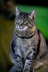 Hauskatze grau getigert