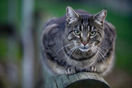 Hauskatze grau getigert
