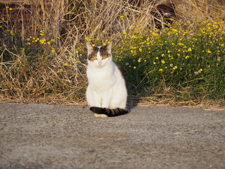 夕暮れの港で餌を待つ猫