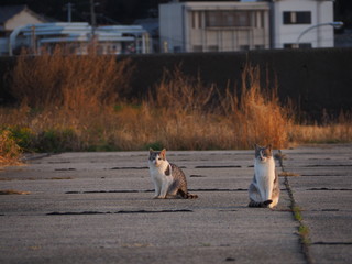 夕暮れの漁港で遊ぶ2匹の猫