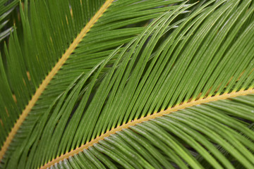 Naklejka na ściany i meble Close-up of palm leaves. tropical jungle palm foliage. Greenery background.