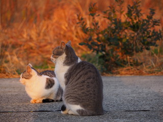 夕暮れの漁港で遊ぶ2匹の猫