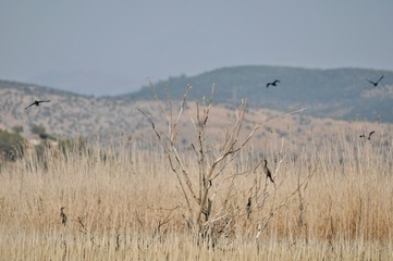 fog in the mountains