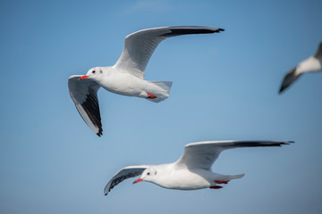Seagull, albatross, seagull wings, seagulls flying above the sea, seagulls soaring, white seagull, gray seagull, red-billed gull, yellow-billed gull, seagulls racing, seagulls, flying seagulls, natura