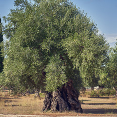 Greece, big old olive trees
