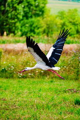 Stork fly. Beautiful landscape. time of year summer.