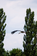 Stork fly. Beautiful landscape. time of year summer.