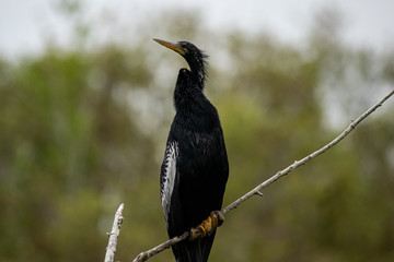 bird