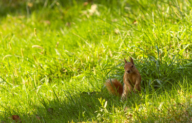 Squirrel, squirrel on trees, natural life, life of squirrels, natural squirrel life,