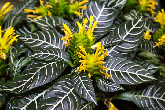 Yellow flowers of the plant Aphelandra Squarrosa Dania on a background of green leaves with a beautiful pattern. Selective focus. Fauna, plants, ecology.