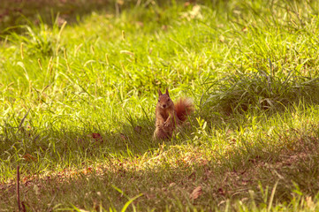 Squirrel, squirrel on trees, natural life, life of squirrels, natural squirrel life,