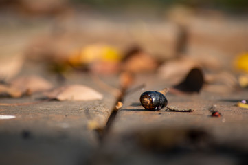 Nature, Landscape, Nature landscape, nature park, park, leaf, tree, pine tree, spring, autumn, green field,