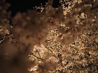 夜桜　背景