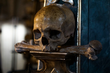 Frontview of human skull on dark background. Halloween and death concept