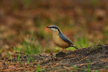 Ein Kleiber sitzt im Herbst am Boden auf der Erde mit Hintergrund aus bunten Blättern, Sitta...