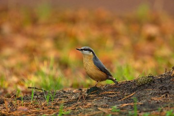 Ein Kleiber sitzt im Herbst am Boden auf der Erde mit Hintergrund aus bunten Blättern, Sitta...