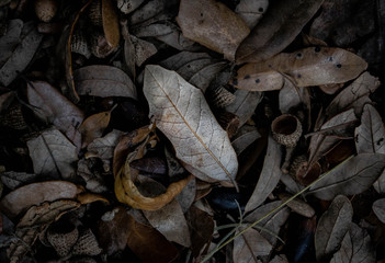 autumn leaves on the ground
