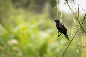 bird on branch
