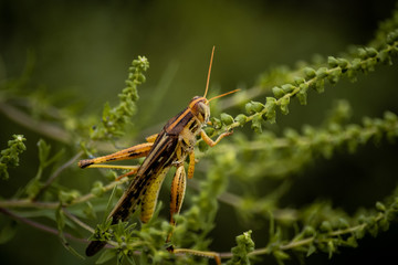 grasshopper on grass