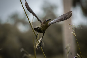 bird