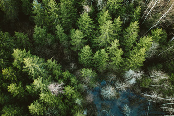 tree in the forest from above
