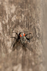 Fly, black fly, fly wings, flies on trees, red eyed fly, macro shot, close up, nature life of flies, tulle wings
