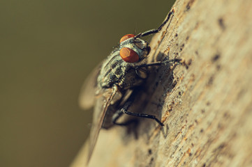 Fly, black fly, fly wings, flies on trees, red eyed fly, macro shot, close up, nature life of flies, tulle wings
