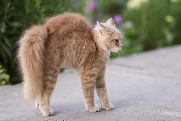 Gardinen frightened cat defends itself and attacking, the ginger kitten arched his back in fear of dog,animal life, pets walking outdoors © fantom_rd