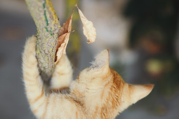 small red kitten is climbing a branch with a dry leaf, the cat grabbed hold and scared, concept hope