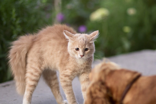 frightened cat defends itself and attacking, the ginger kitten arched his back in fear of dog,animal life, pets walking outdoors