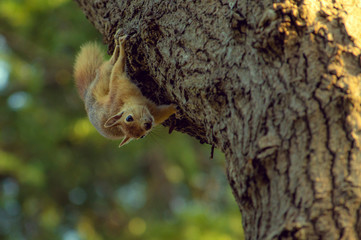 Squirrel, squirrel on trees, natural life, life of squirrels, natural squirrel life,
