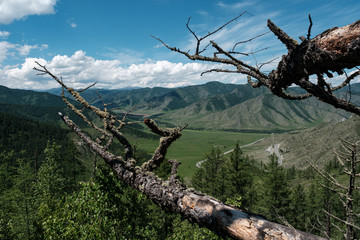 Branches of an old tree over a mountain gorge in the Altai mountains